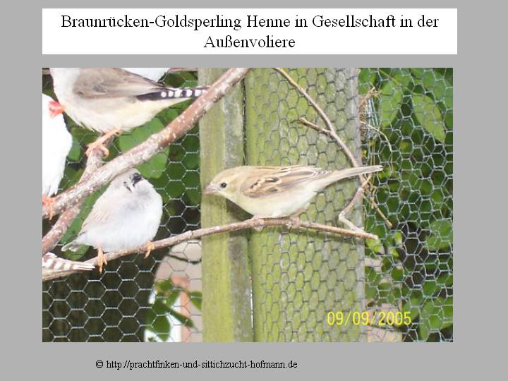 Braunrücken Goldsperling, Goldsperling, Auripasser luteus, Sudan golden